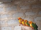 Sun Conure Bird