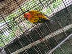 Sunconure