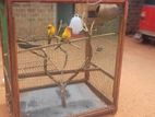 Sunconure With Cage