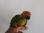 Sunconure baby Parrot