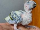 Sunconure Baby Parrot