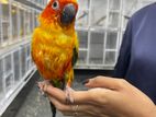 Sun Conure Bird Chick