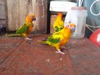 sunconure bird