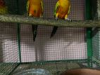 Sunconure Bird