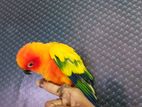 Sunconure Bird