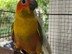 Sunconure Birds