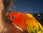 Sun Conure Bird
