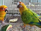 Sunconure Birds