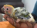 SUNCONURE BIRDS