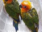 Sunconure Birds