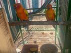 Sunconure Birds