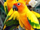 Sunconure Birds