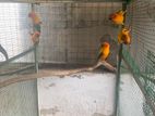 Sunconure Birds