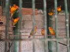 Sunconure Birds