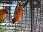 Sun Conure Birds