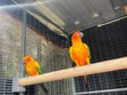 Sunconure Breeding Pair