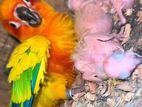 Sun Conure Breeding Pair