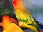 Sunconure Breeding Pair