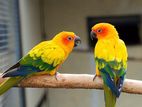 Sunconure Breeding Pair