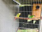Sunconure Breeding Pair