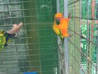 Sunconure Breeding Pair