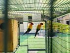 Sunconure Breeding Pair with Cage