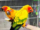 Sun Conure Breeding Pair