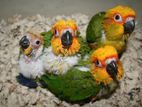 Sunconure Chick