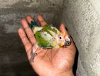 Sunconure Chick