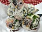 Sunconure Chicks