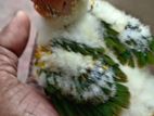 sunconure chicks