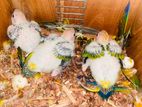 Sunconure Chicks
