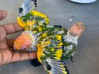 Sun Conure Birds