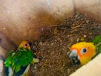 Sunconure chick's