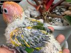Sunconure Chicks