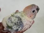 sunconure chiks