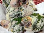 Sun Conure Chicks
