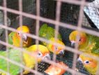 Sunconure Chiks