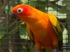 Sunconure Female Birds