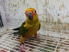 Sunconure Female