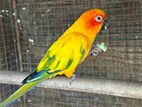 Sunconure Female Bird