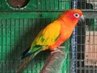 Sunconure Female Bird