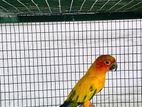 Sunconure Female