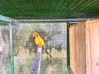 Sunconure Female