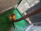 Sunconure Finches Rainbow Love Birds