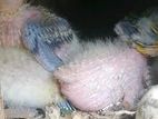 Sunconure Chicks