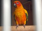 Sunconure Birds