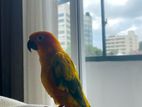 Sunconure Birds