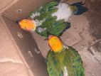 Sunconure Birds