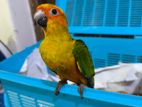 Sunconure Bird